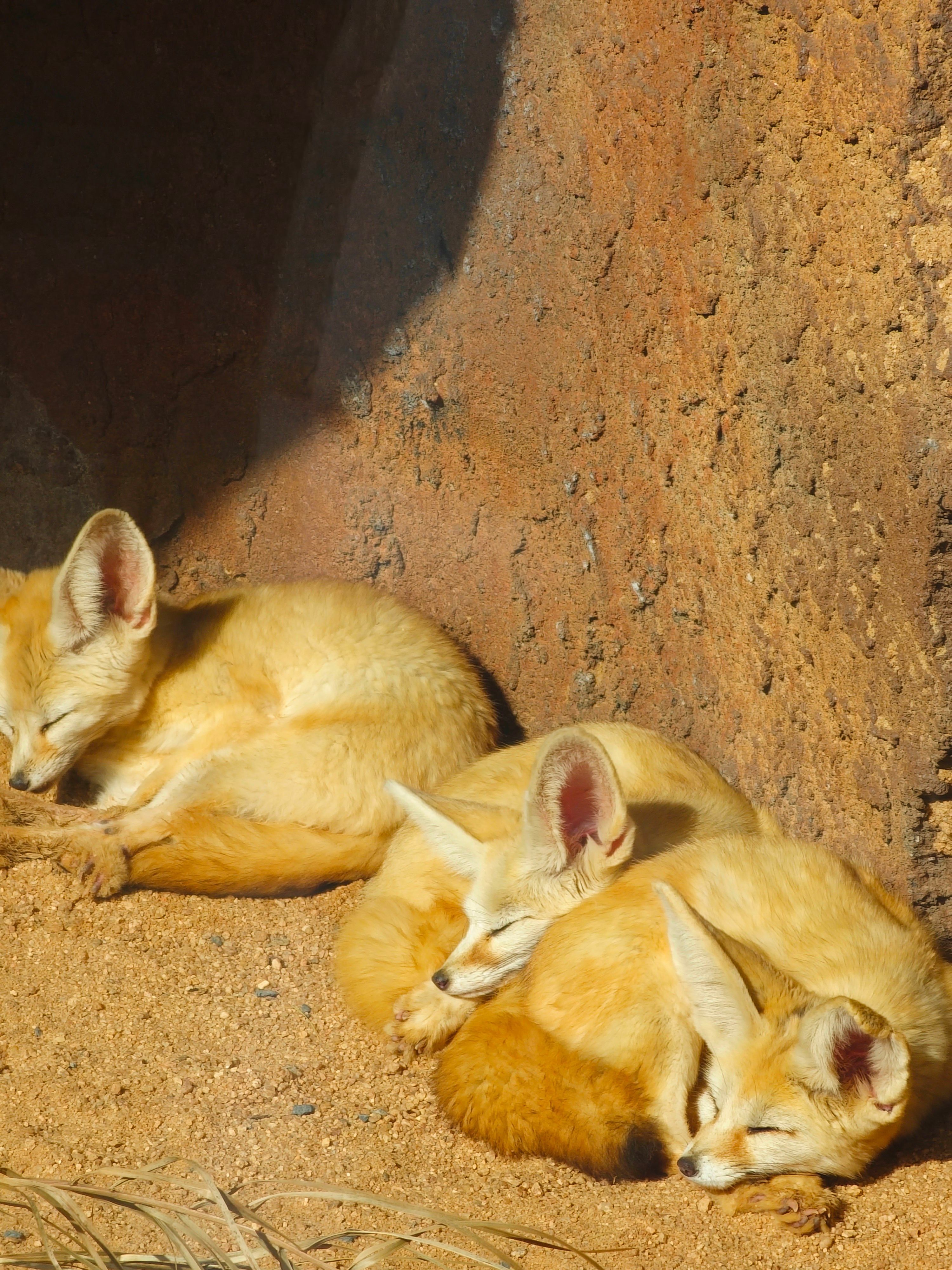 Three fennec foxes peacefully sleeping on a sunny sandbank in Casablanca, Morocco.