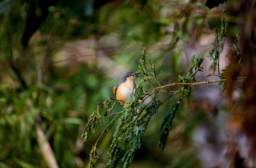Free A vibrant bird resting on a leafy branch amidst green foliage in a forest setting. Stock Photo