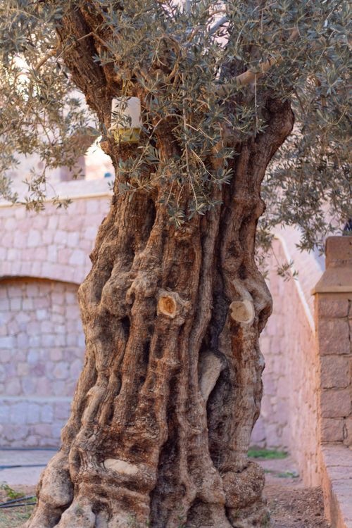 Free A venerable olive tree stands at the historic St. Catherine's Monastery, Egypt. Stock Photo