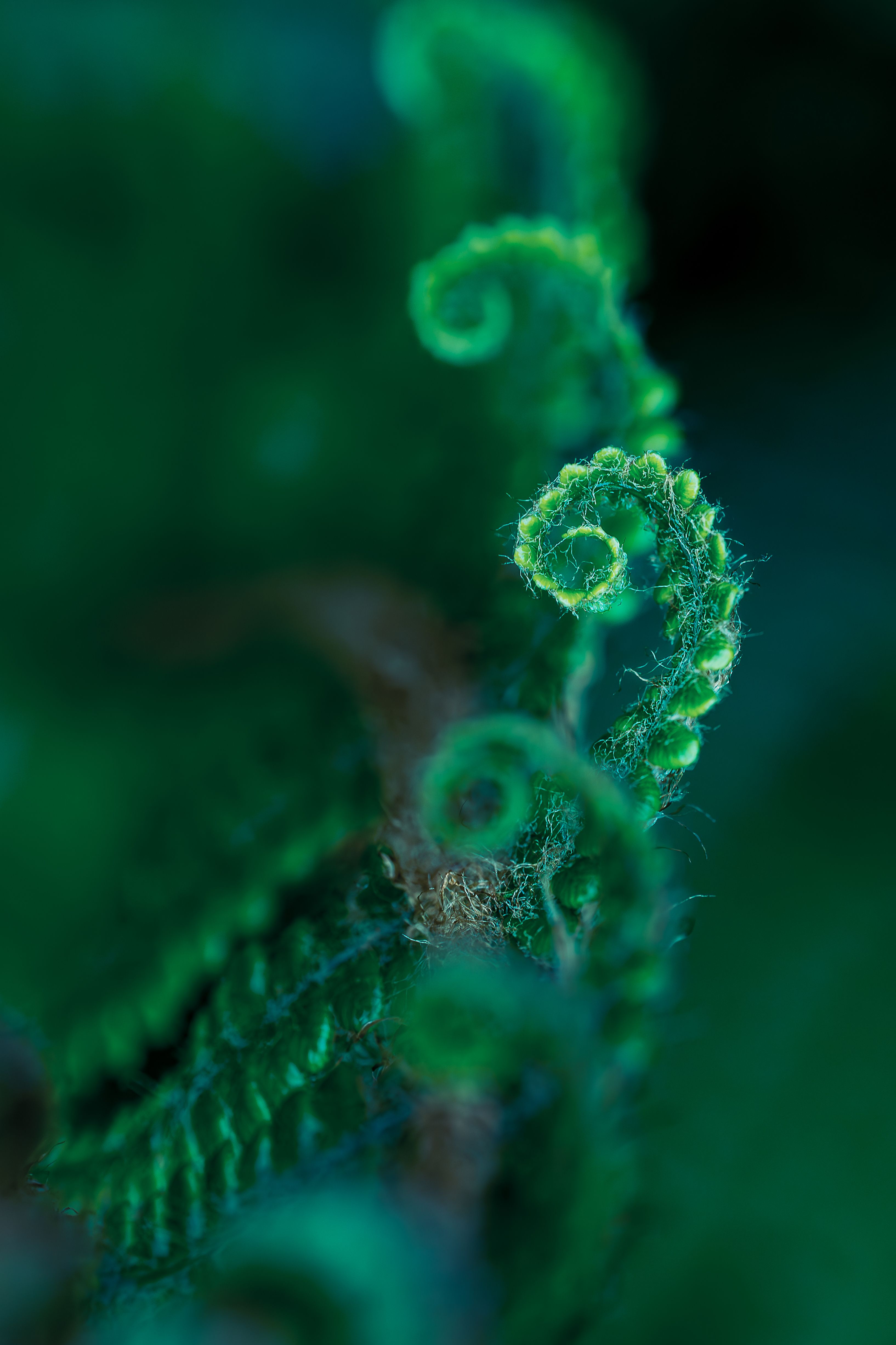 Detailed macro photograph of a curly fern frond, showcasing its natural spiral formation.