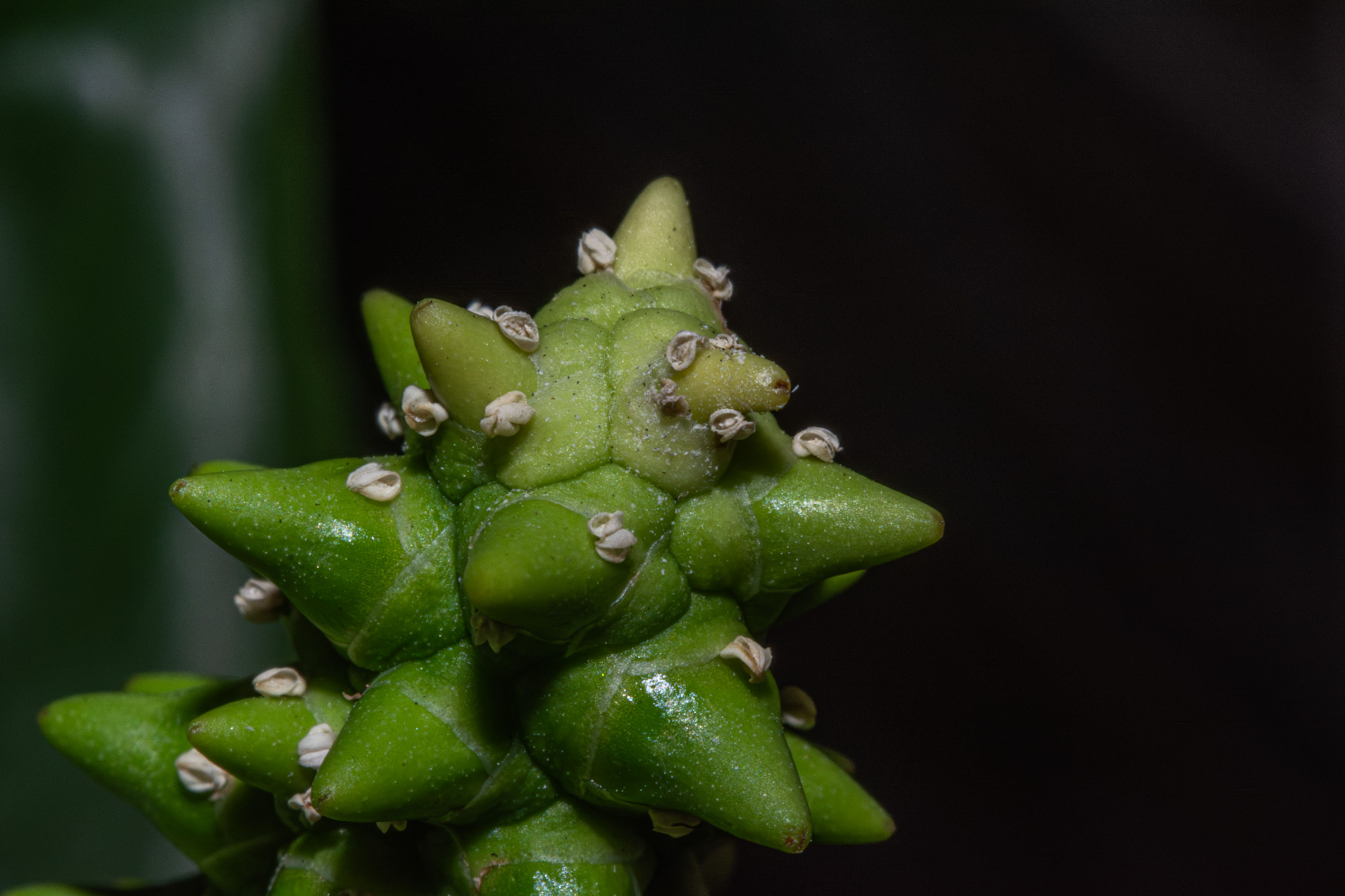 Cochenilles farineuses sur une plante : comment s&rsquo;en débarrasser ?