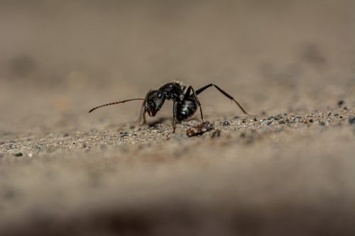 Free Detailed macro shot of an ant on sandy surface in Minas Gerais, Brazil. Stock Photo