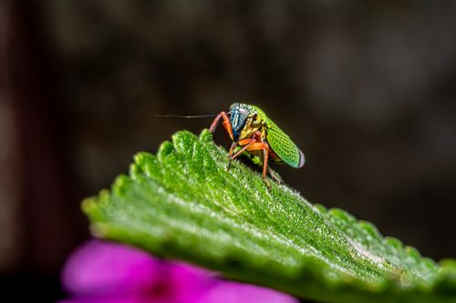 Free Close-up of a vibrant leafhopper on a leaf, showcasing its colorful patterns. Stock Photo