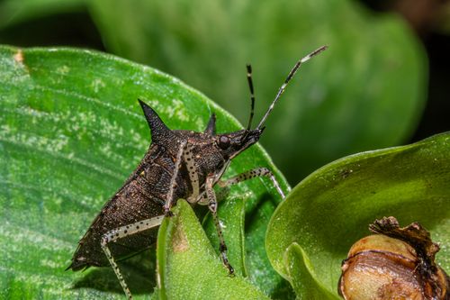 Free Macro shot of a stink bug on foliage, highlighting intricate details, in Minas Gerais, Brazil. Stock Photo