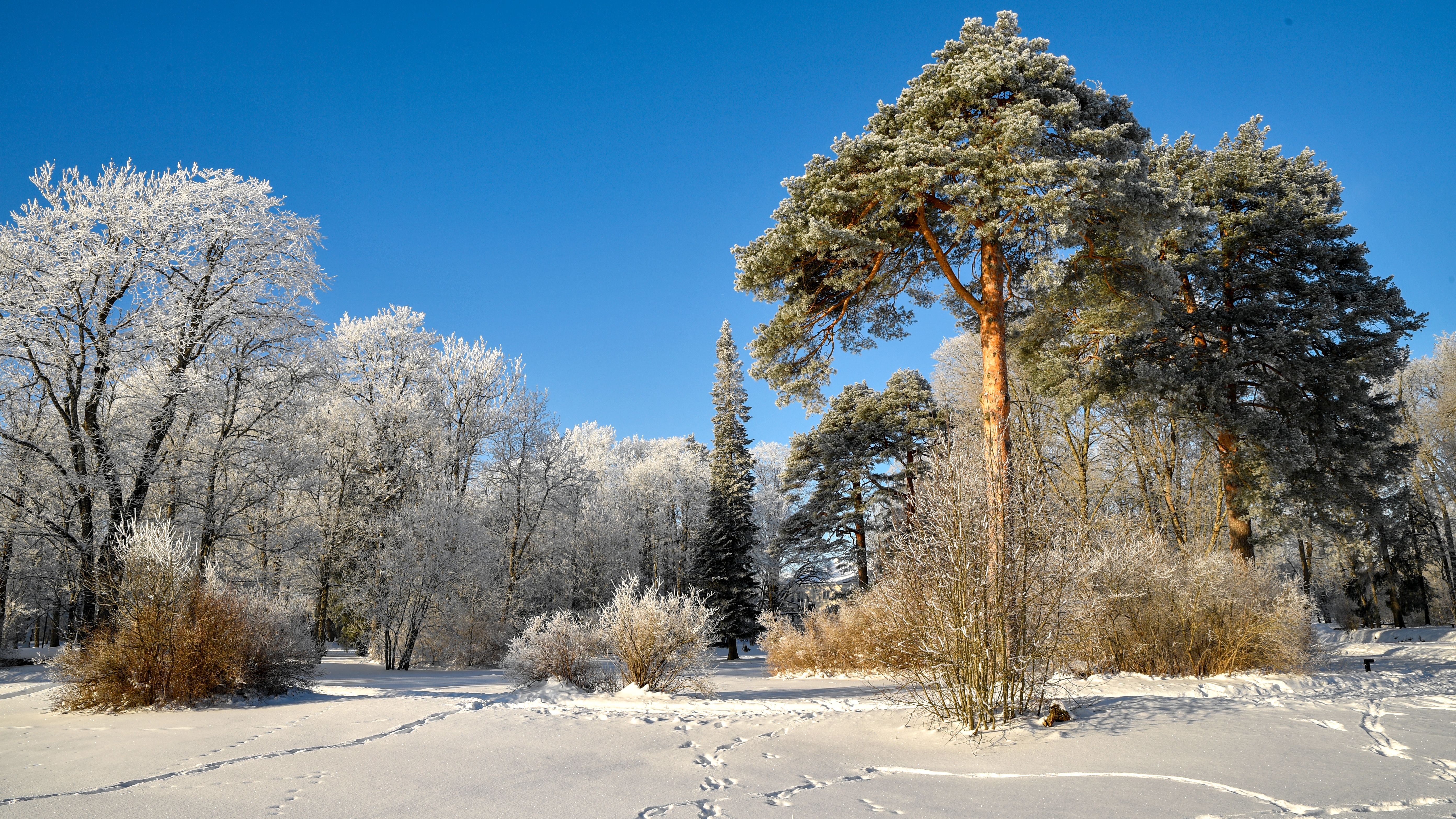 Serene Winter Landscape with Frosted Trees in Estonia · Free Stock Photo