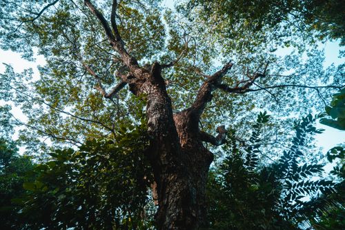 Free A towering tree with sprawling branches and lush green leaves viewed from below. Captures nature's grandeur. Stock Photo