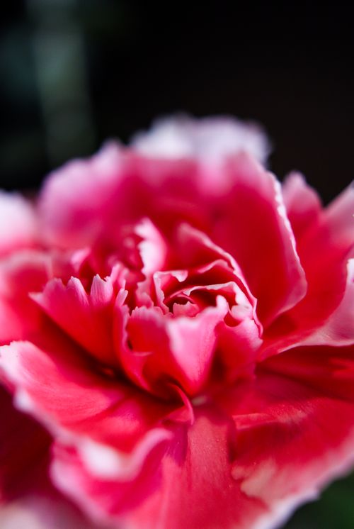 Free Detailed macro shot of a pink carnation, showcasing vivid colors and delicate petals. Stock Photo