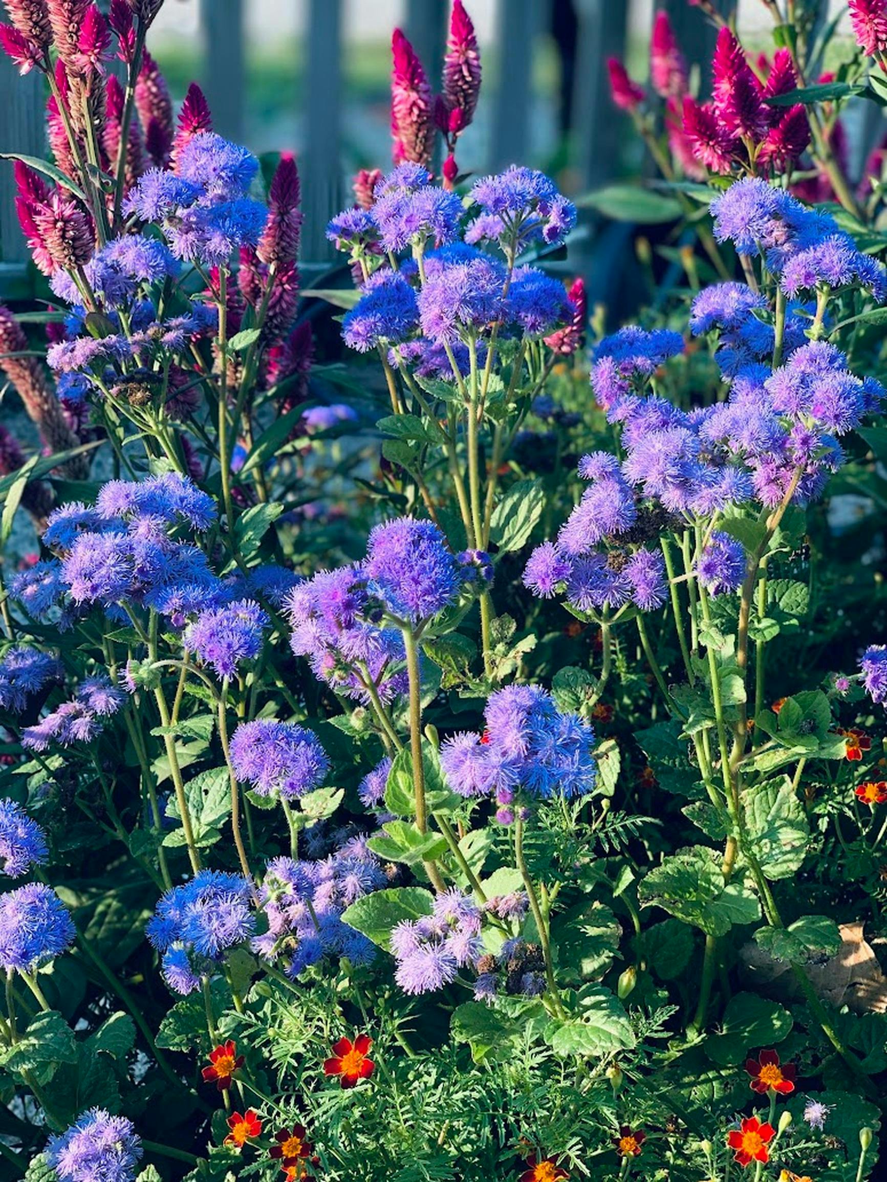 [ColoSach]-colorful-garden-showcasing-blue-ageratum-and-red-celosia-flowers-with-lush-greenery.