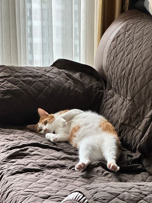 Free Calm tabby cat resting comfortably on a brown quilted couch in a sunlit room. Stock Photo