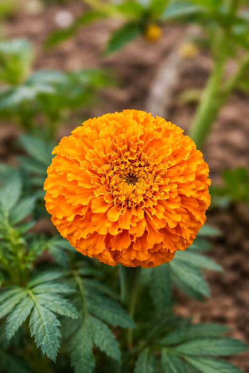 Free Close-up of a vibrant orange marigold flower in bloom, capturing its intricate petals. Stock Photo