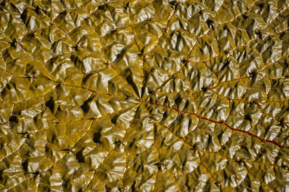 Detailed close-up of a green leaf surface showing natural texture and patterns.