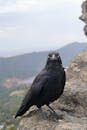 Australian Raven Perched on Grampians Cliff