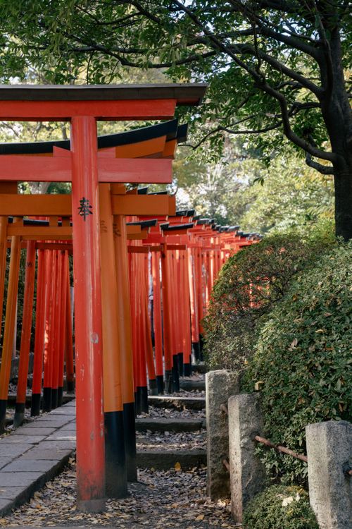 Free Scenic view of Nezu Shrine's vibrant red torii gates in autumn, Tokyo. Stock Photo