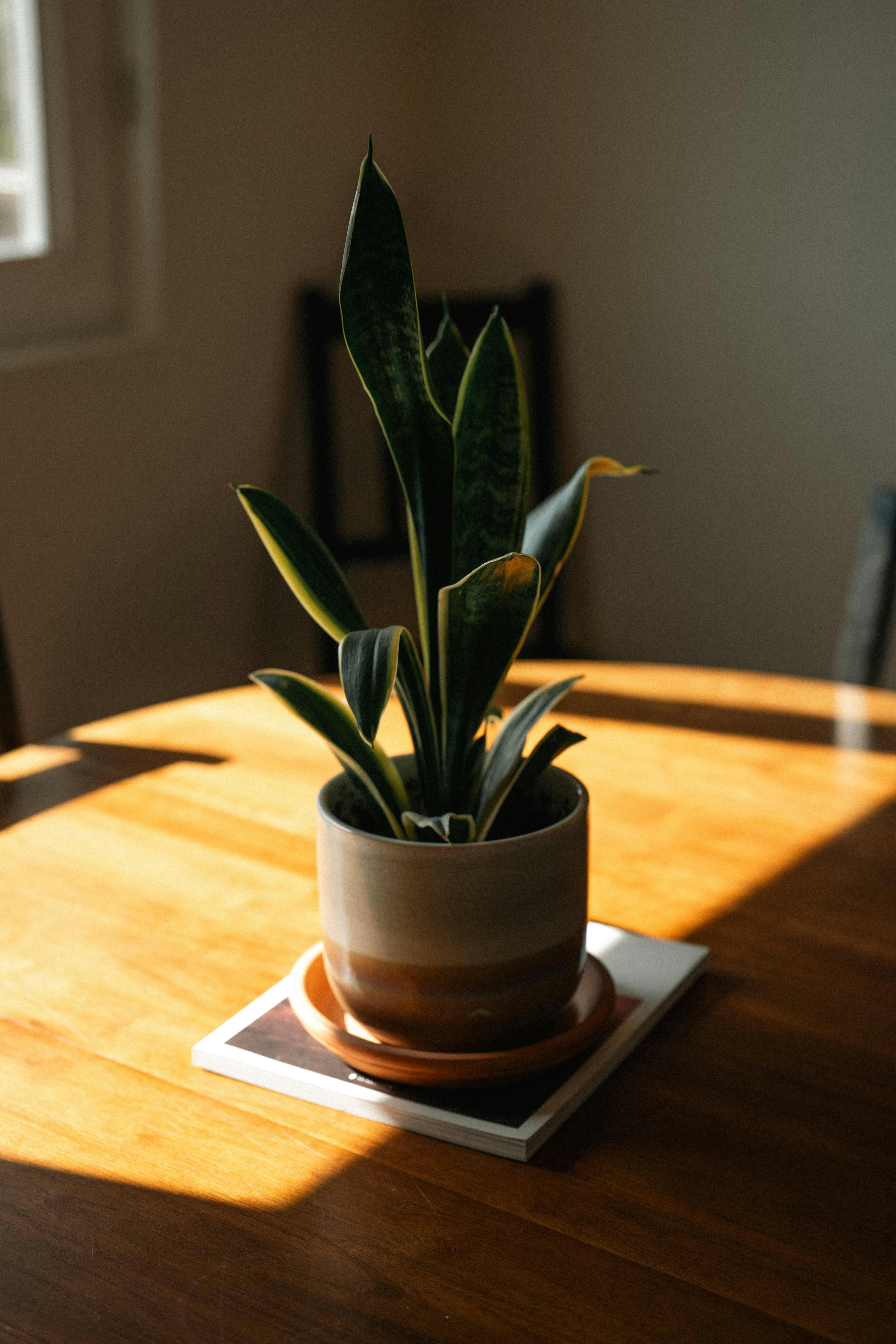 De franc Foto d'estoc gratuïta de acollidor, botànic, brillant Foto d'estoc