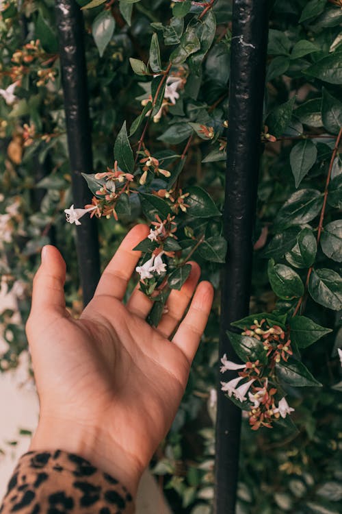 Photo of Person Holding Leaves