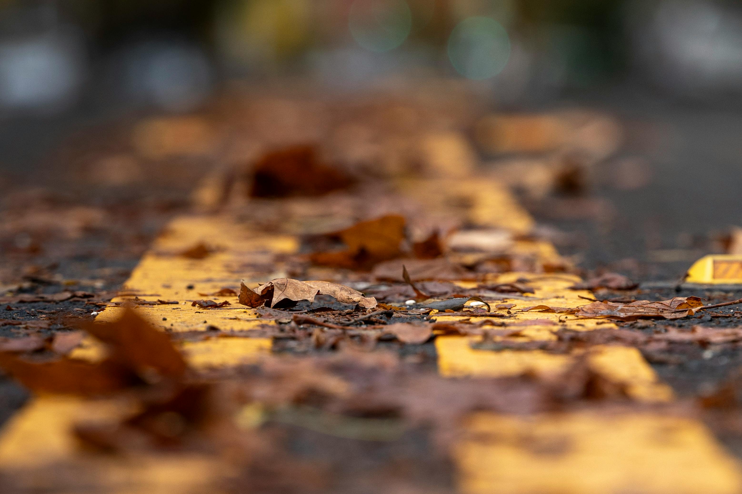 Gratuit Prim-plan al frunzelor căzute de toamnă pe o stradă mărginită de galben, cadru urban. Fotografie de stoc