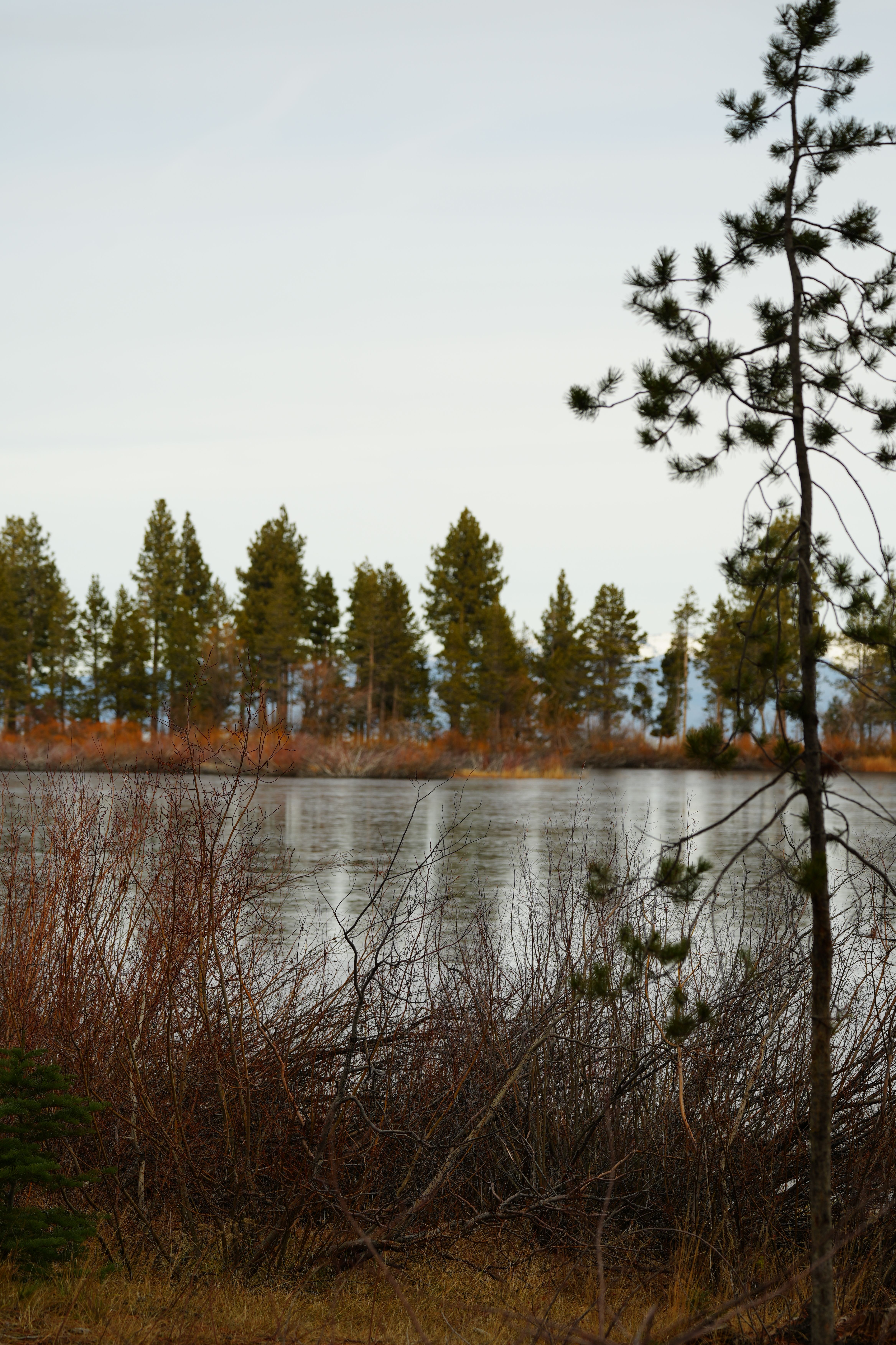 Scenic View of Pine Trees by a Tranquil Lake · Free Stock Photo
