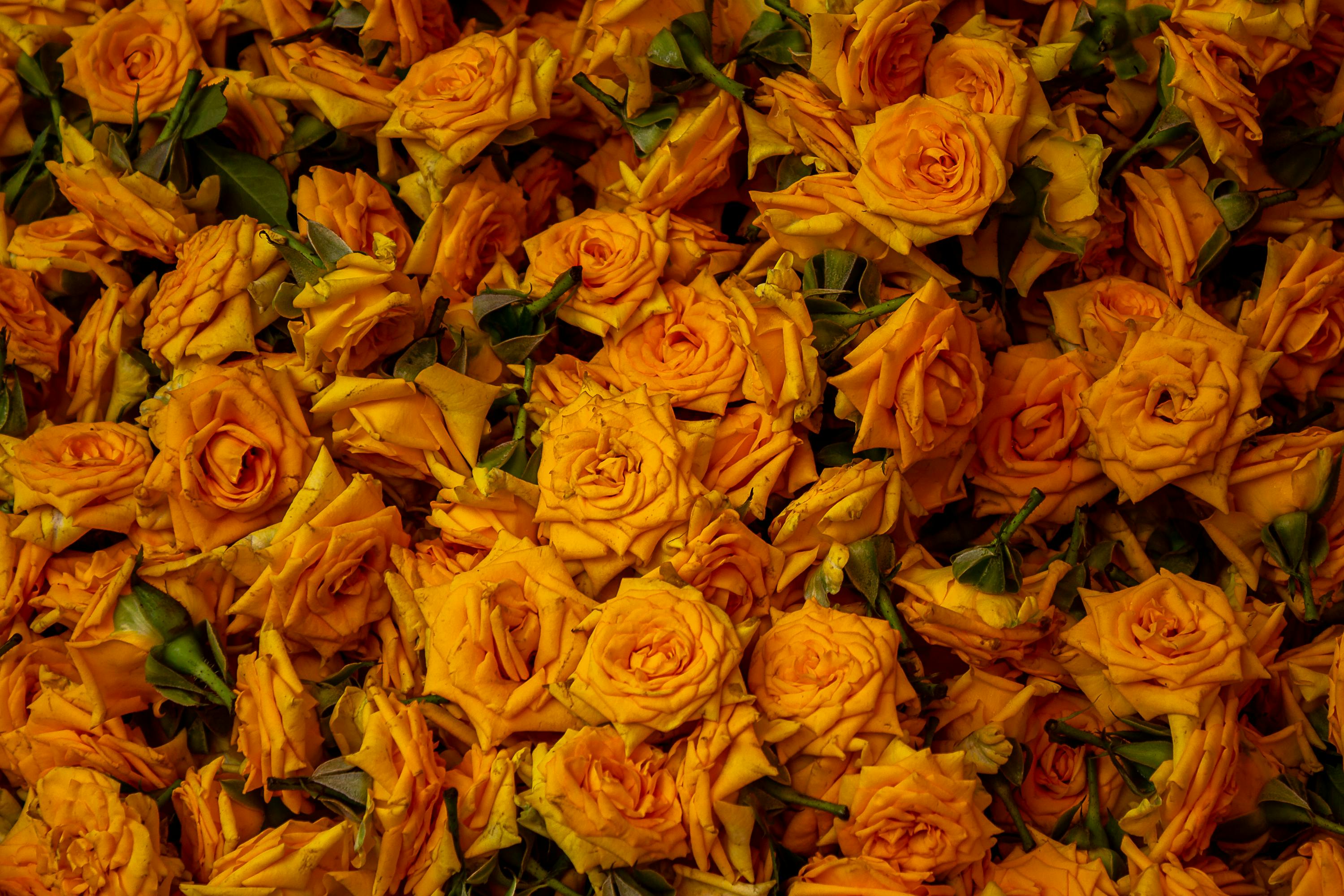 無料 鮮やかなオレンジ色のバラの見事なコレクションが、魅惑的な花のディスプレイを作り出します。 写真素材