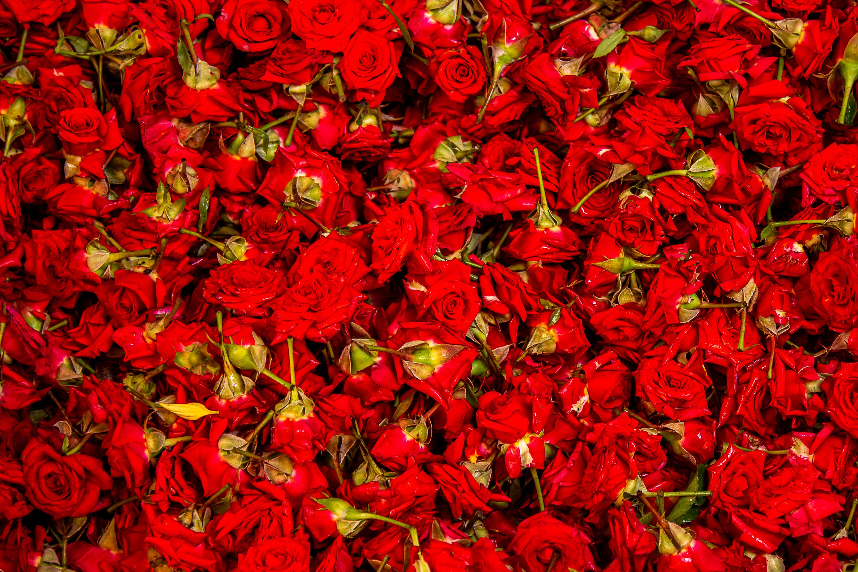 Photo gratuite de afficher, aromatique, arrangement floral, artisanal ...