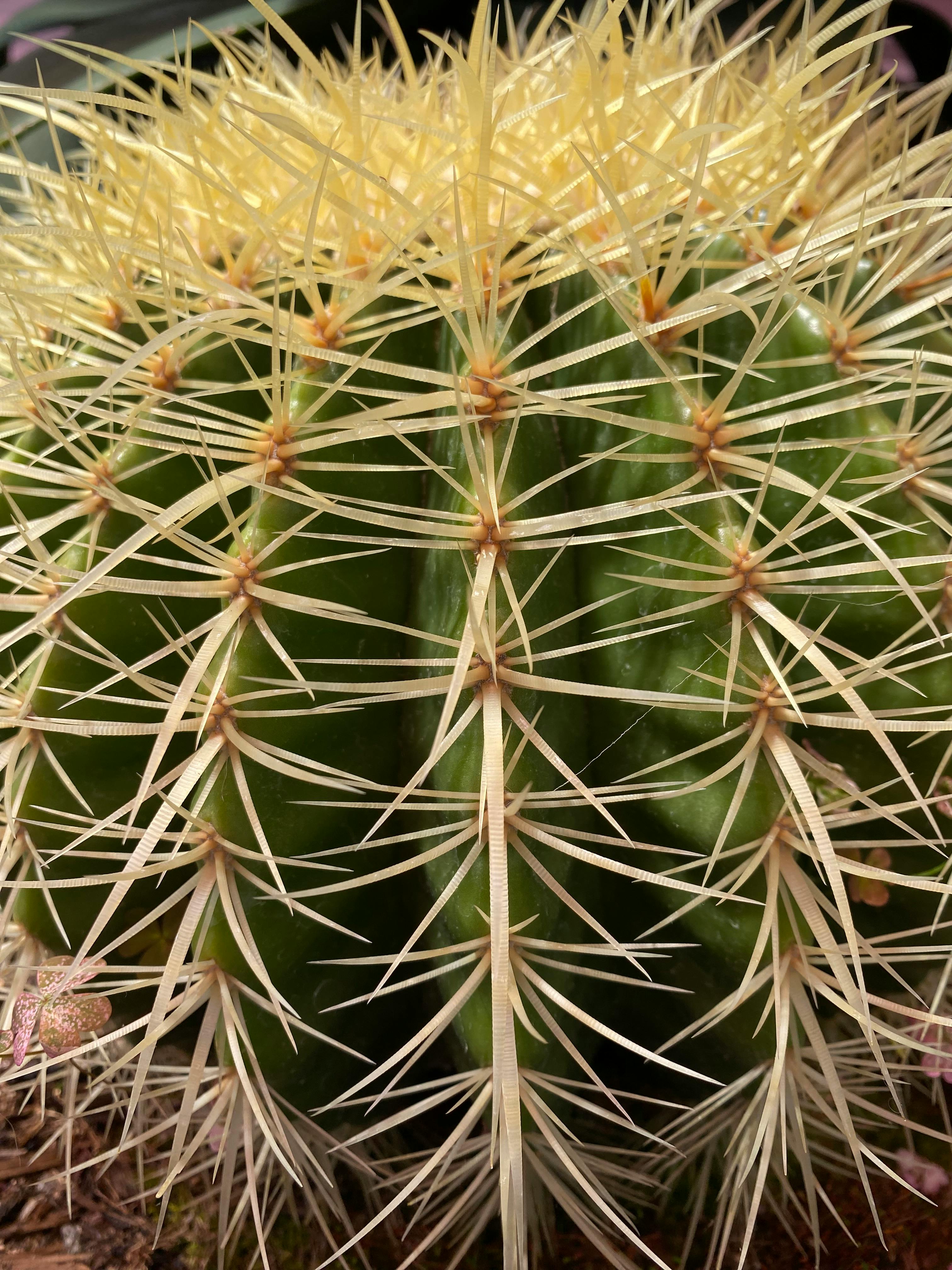 Ücretsiz Keskin dikenlerini ve canlı yeşil rengini sergileyen altın fıçı kaktüsünün detaylı yakın çekim görüntüsü. Stok Fotoğraflar