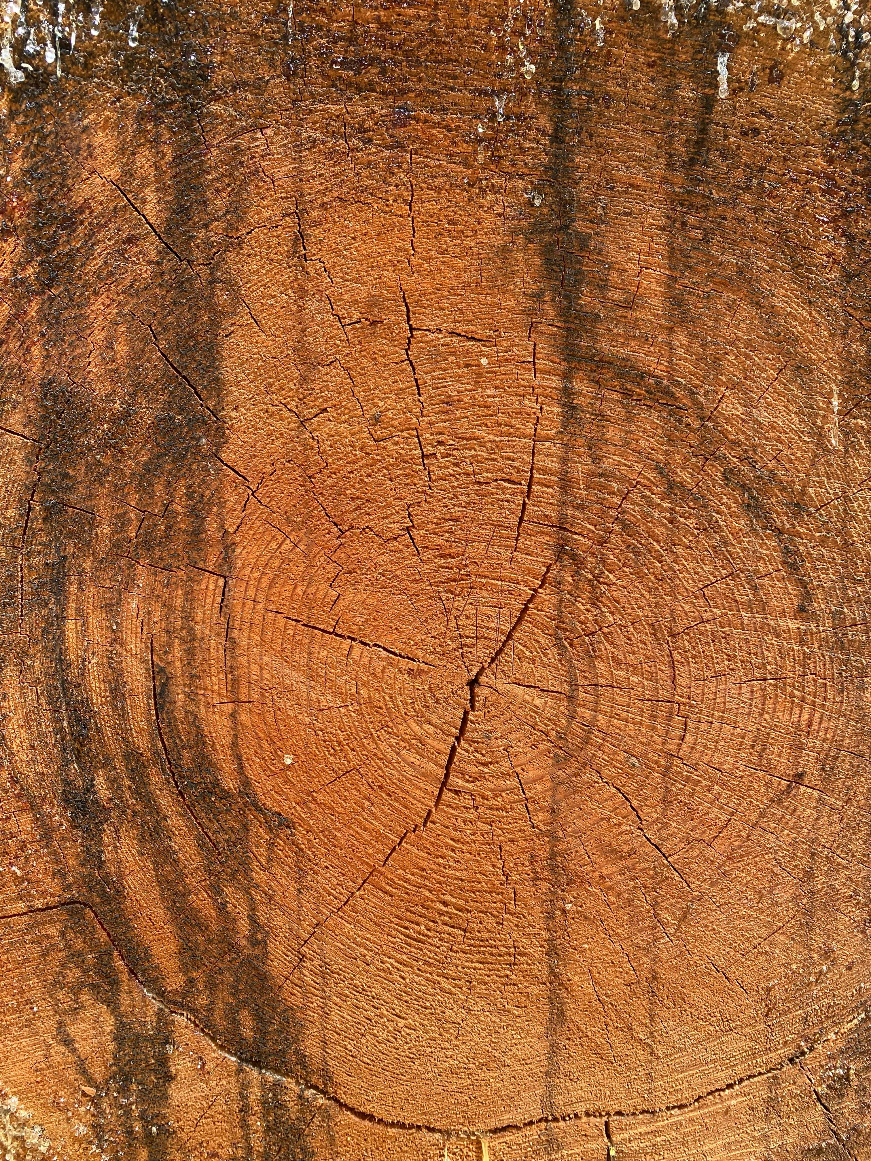 Gratis Primo piano dettagliato del tronco di un albero che mostra gli anelli di crescita e la texture naturale. Foto a disposizione