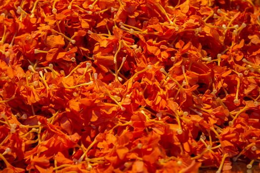 Orange blossom azahar flower Spain Andalusia