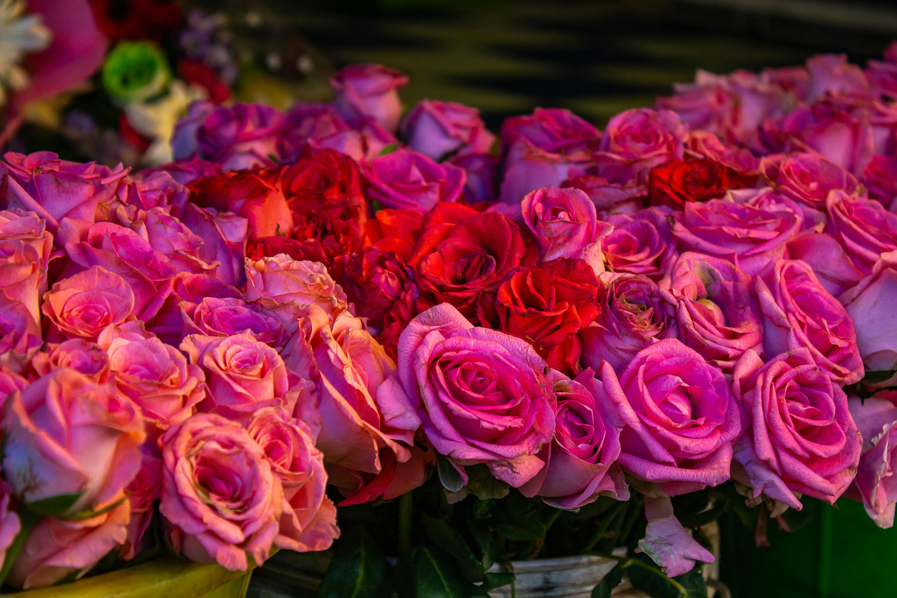 [ColoSach]-a-stunning-close-up-of-vibrant-pink-and-red-roses-in-full-bloom,-showcasing-their-beauty.