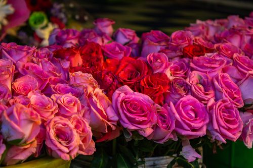 Free A stunning close-up of vibrant pink and red roses in full bloom, showcasing their beauty. Stock Photo