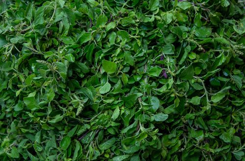 Free Close-up of fresh organic basil leaves, perfect for healthy cooking and aromatic herb usage. Stock Photo