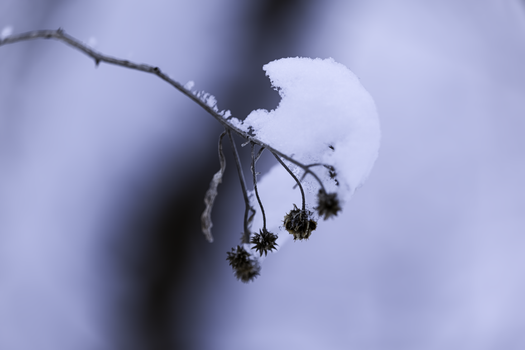 A delicate branch covered in snow against a blurred winter background.