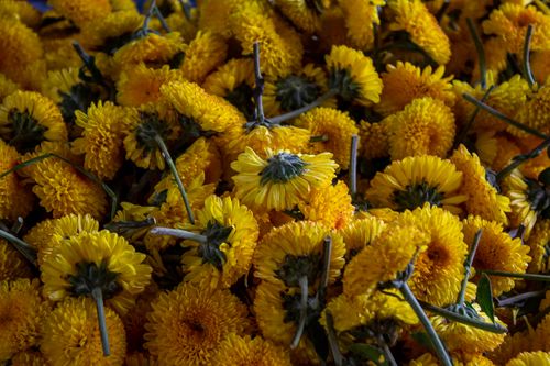 Free A detailed close-up of a vibrant bouquet of dandelions showcasing their bright yellow petals. Stock Photo