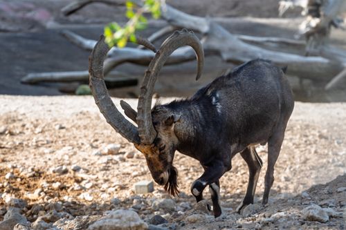 Free Wild Markhor goat showcasing impressive horns in a rocky environment. Stock Photo