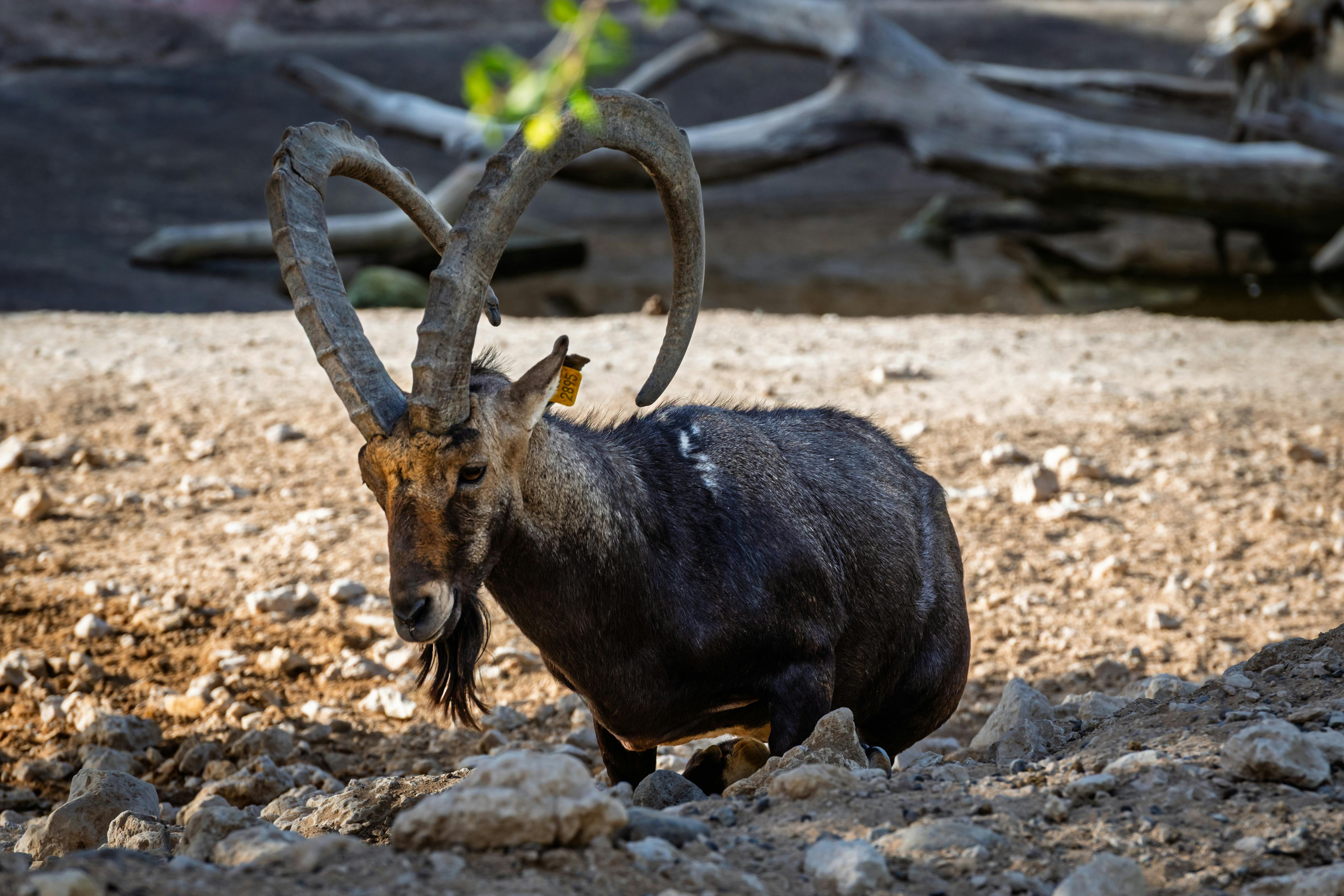 Gratuit Un majestueux markhor aux cornes spiralées se dresse sur un terrain rocailleux dans son habitat naturel. Photos