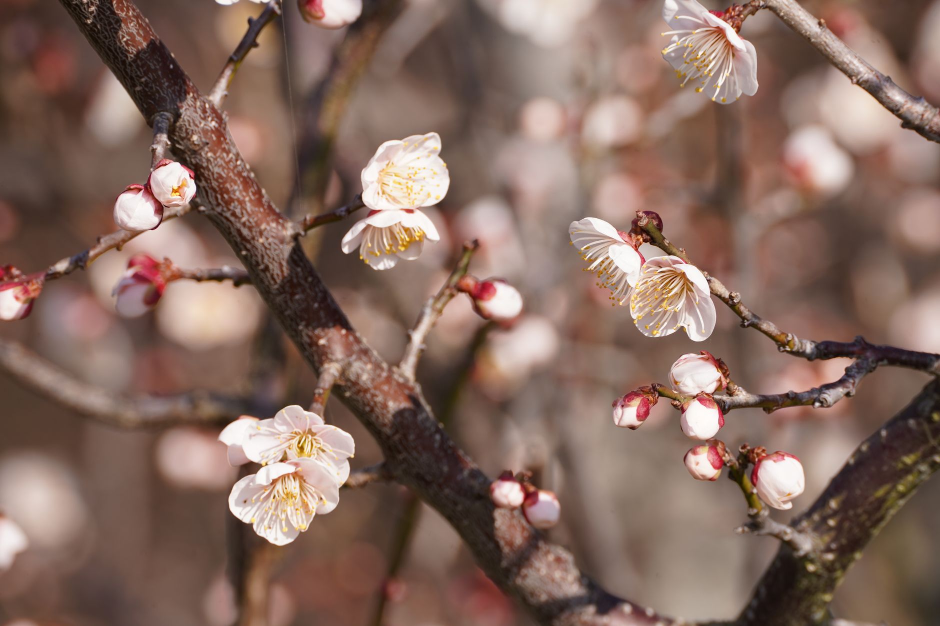 桃 桜 梅 違い 枝物選びのポイント
