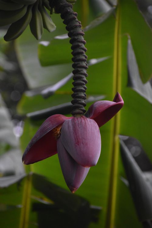 Free Banana blossom hanging in lush green foliage in Central Papua, Indonesia. Stock Photo