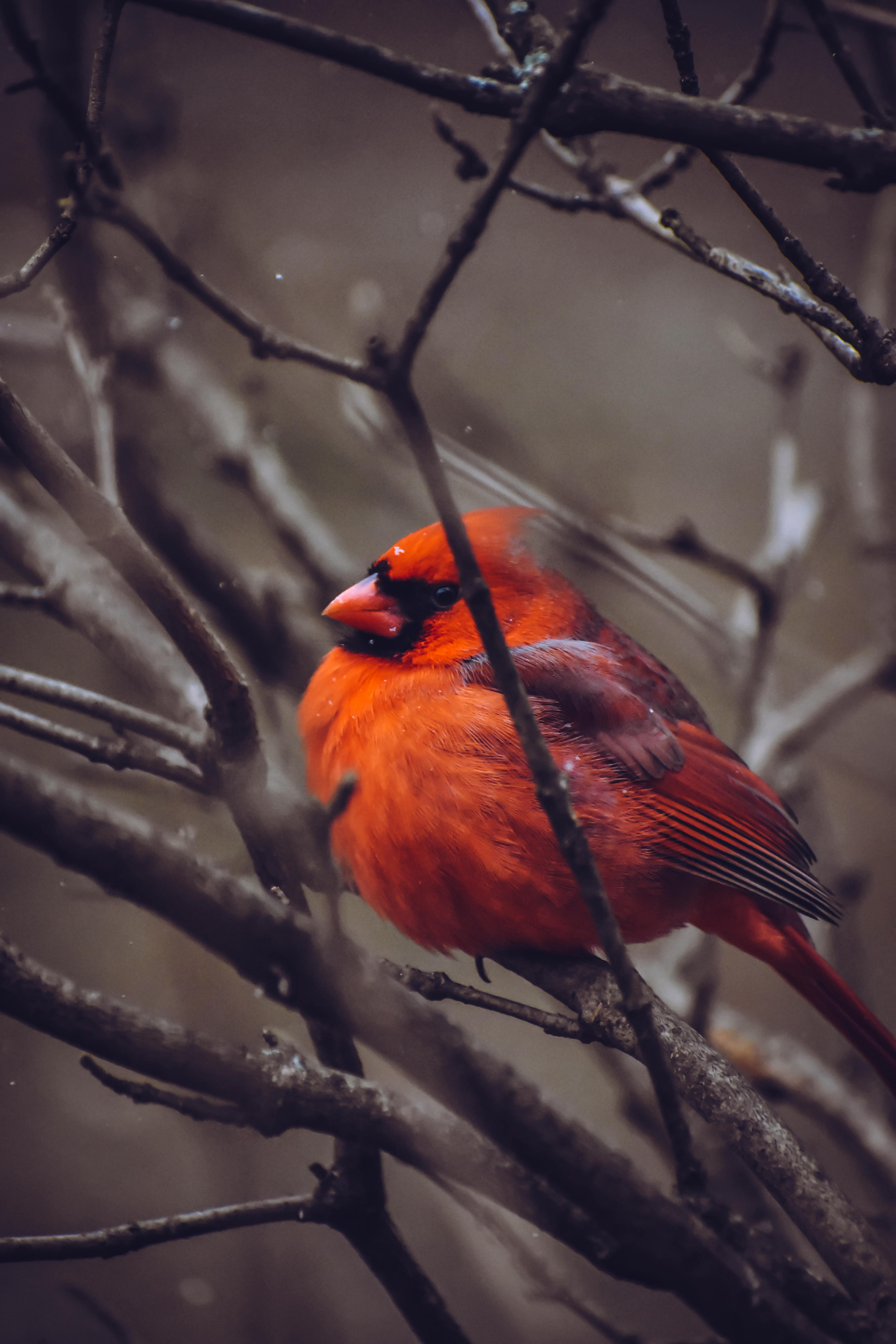 HD winter cardinals wallpapers | Peakpx