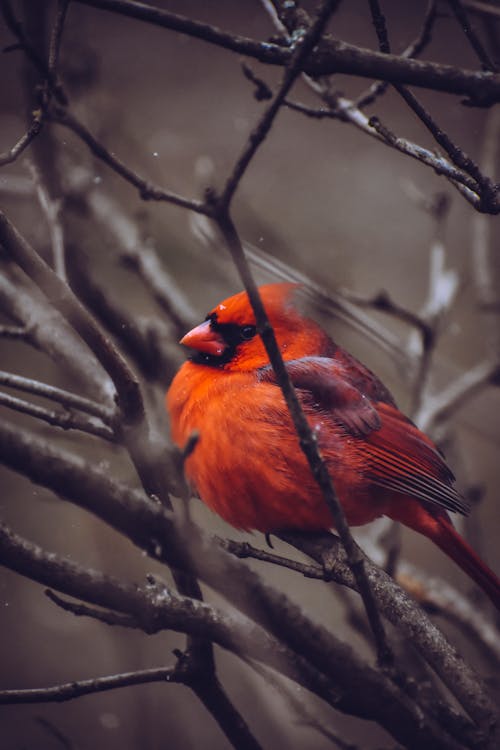 Red Cardinal Perched On Tree Branch