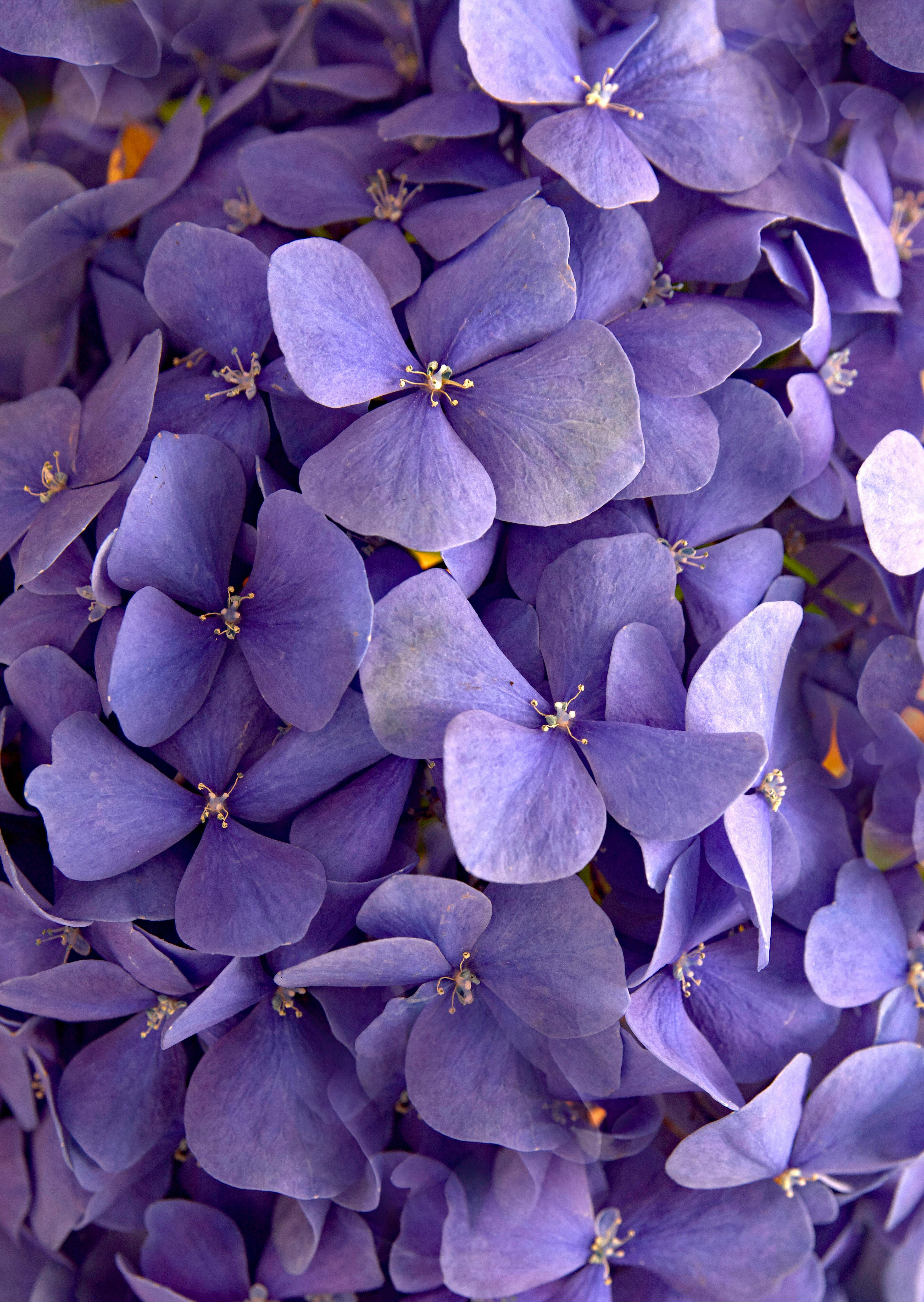 Macro view of blooming purple hydrangea flowers showcasing delicate petals and vivid colors.