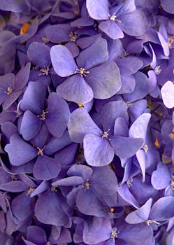 Macro view of blooming purple hydrangea flowers showcasing delicate petals and vivid colors.