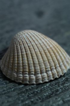 A detailed view of a ribbed seashell resting on a textured dark background, creating a natural contrast.