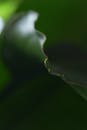 Close-Up of Leaf Edge with Dark Green Background