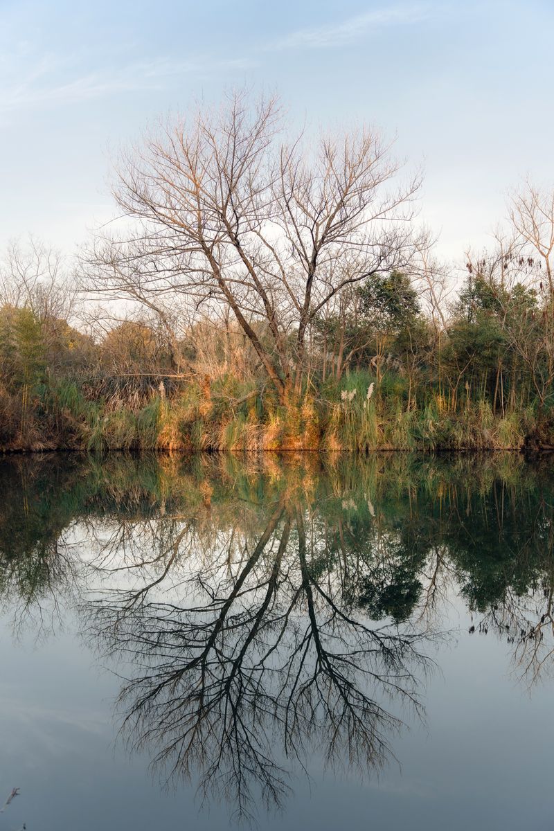 Bare trees reflected in a calm pond at Xixi wetland, Hangzhou