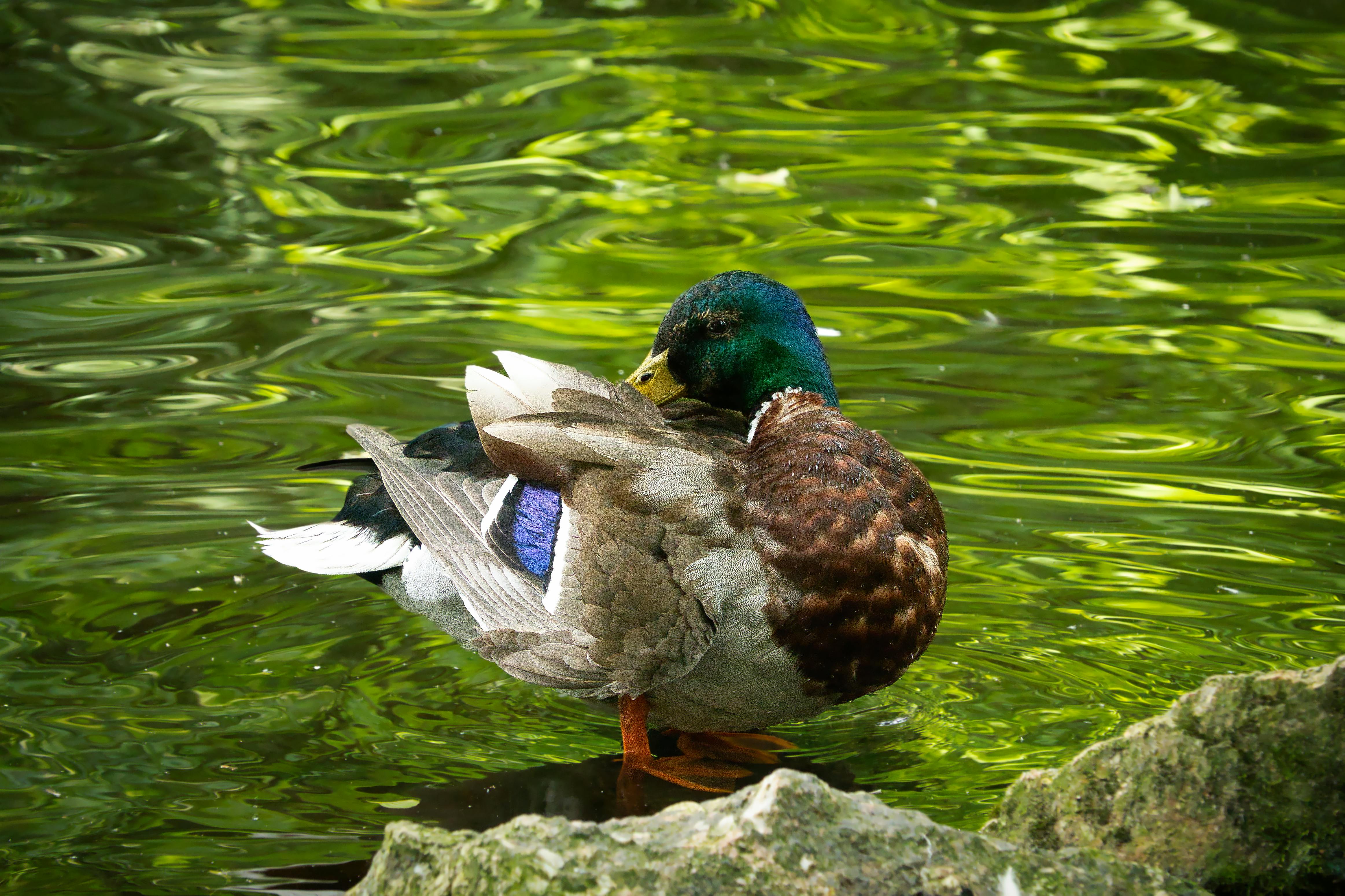2012 Review of Drake Software — Drake Tax — Photo by Joerg Hartmann on Pexels
