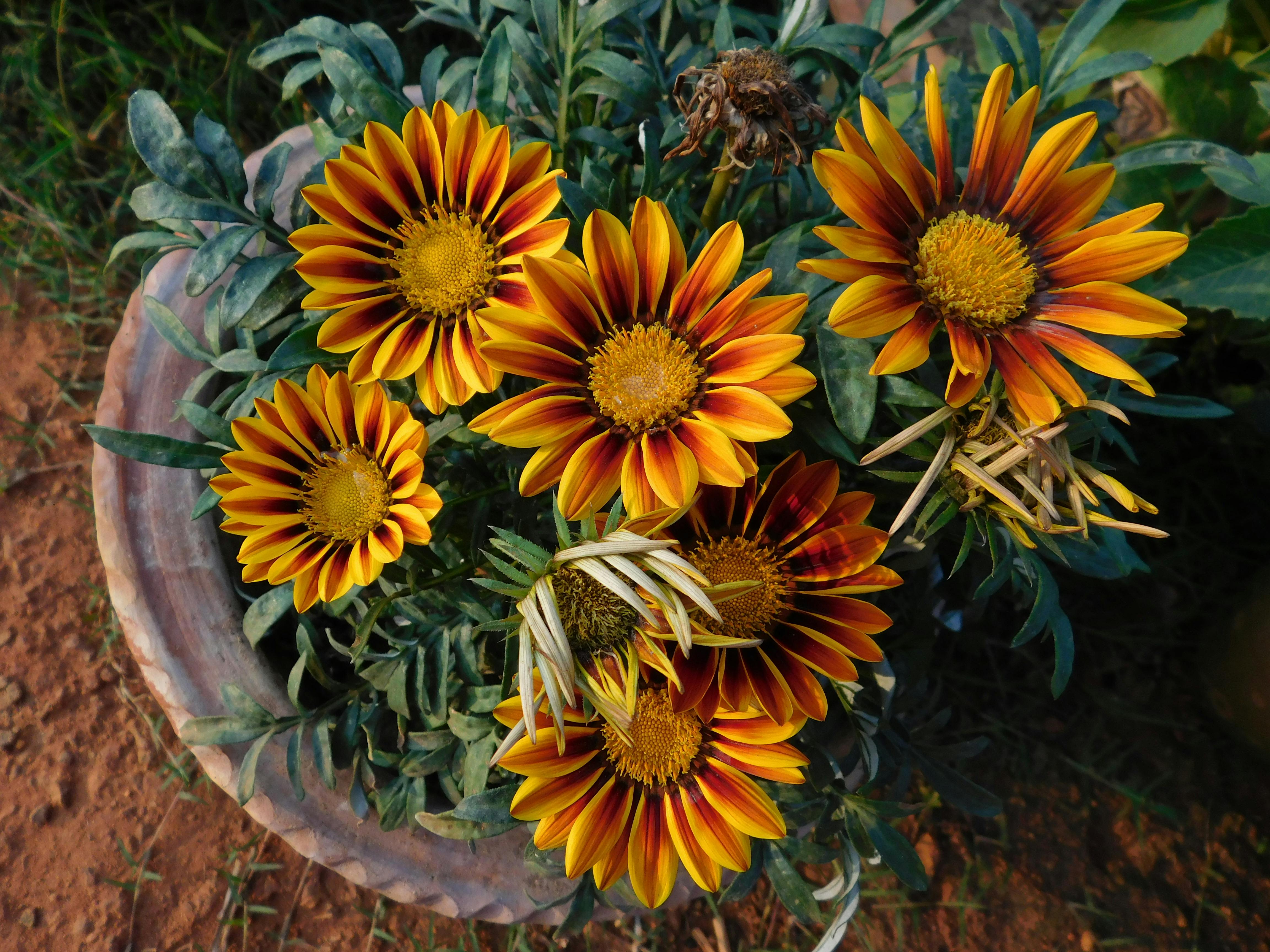 [ColoSach]-bright-orange-and-yellow-gazania-flowers-bloom-in-a-clay-pot-outdoors.