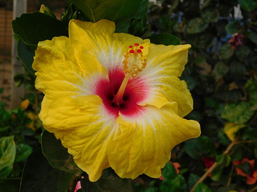 Vibrant Yellow Hibiscus Flower in Bloom · Free Stock Photo