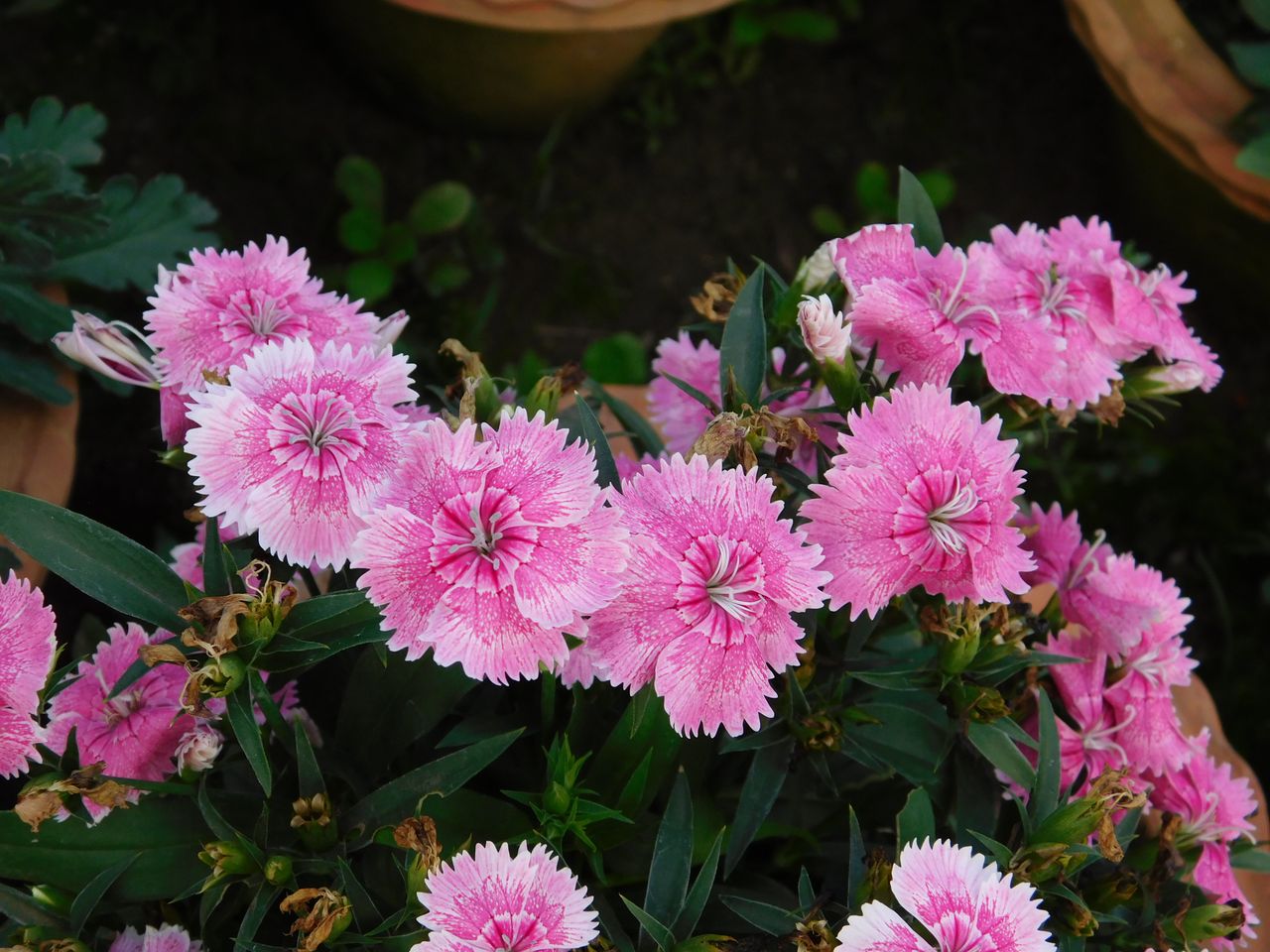 a stunning cluster of pink dianthus flowers blooming in a garden setti