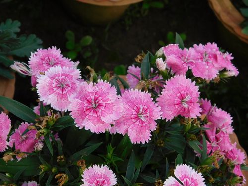 Free A stunning cluster of pink Dianthus flowers blooming in a garden setting, showcasing natural beauty. Stock Photo