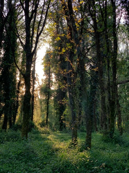 Free Sunlight filters through a serene forest canopy, casting a peaceful glow on the lush greenery below. Stock Photo