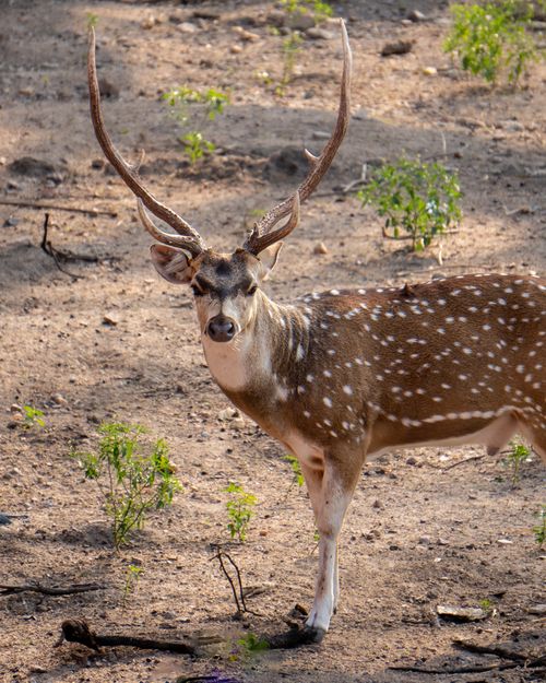 Free A majestic spotted deer stands gracefully on a sunny day. Stock Photo