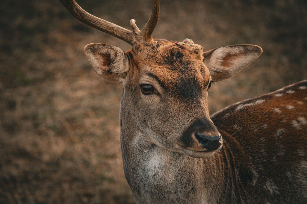 Portrait de daim, photo d’illustration pour préparer une visite animalière